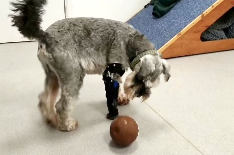 Yndig trebenet hund er klar til fodboldkamp efter operation