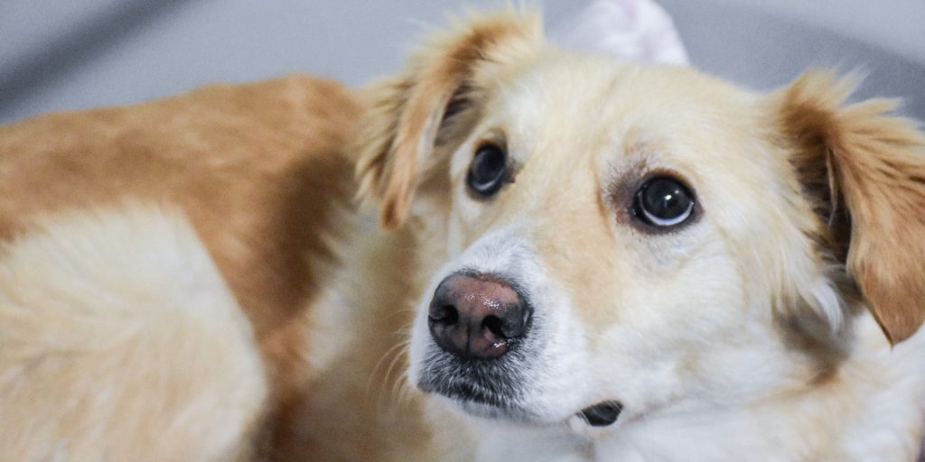 Nu kommer nytårsbragene – sådan beskytter du bedst din hund fra angst
