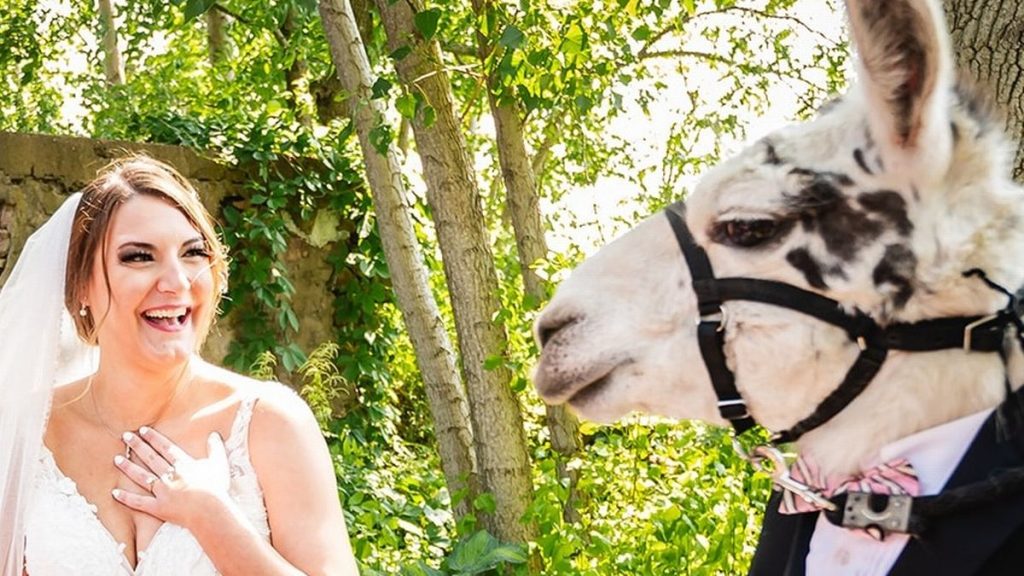 Folk troede, de deltog i normalt bryllup: Så dukkede en lama op