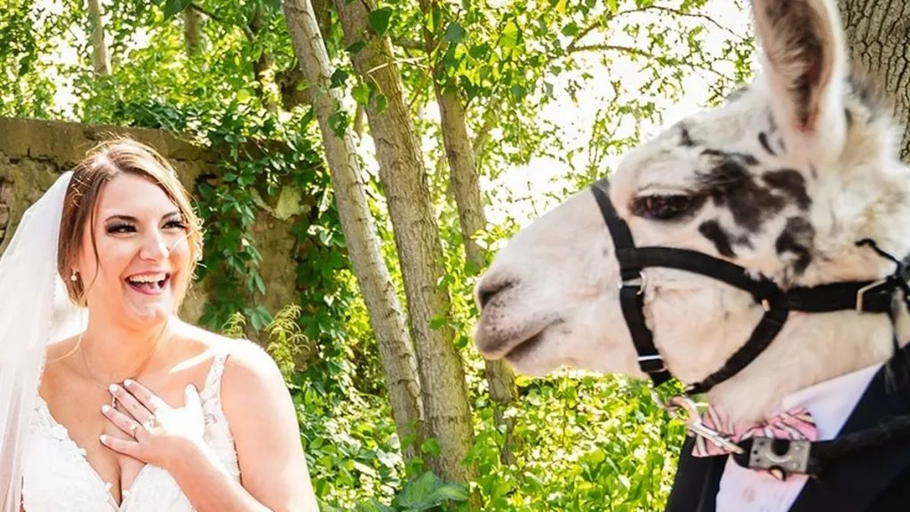 Folk troede, de deltog i normalt bryllup: Så dukkede en lama op