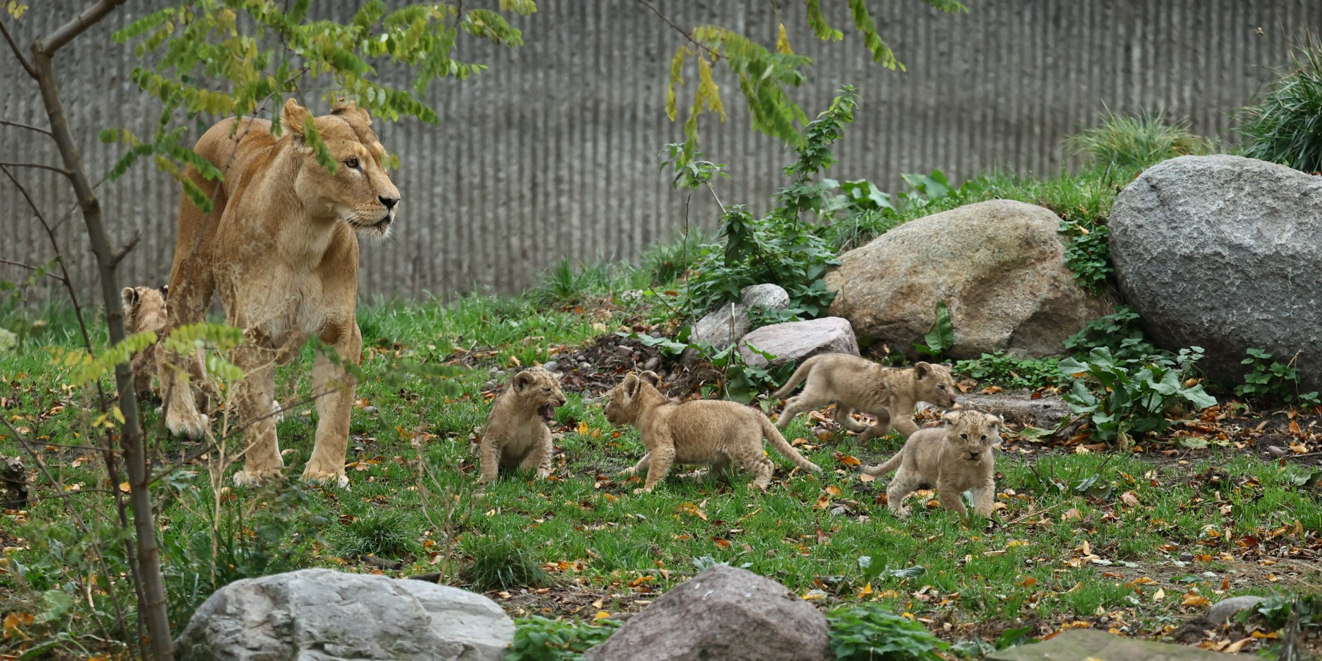 Nuttet med nuttet på: 5 løveunger ude for første gang i Københavns ZOO