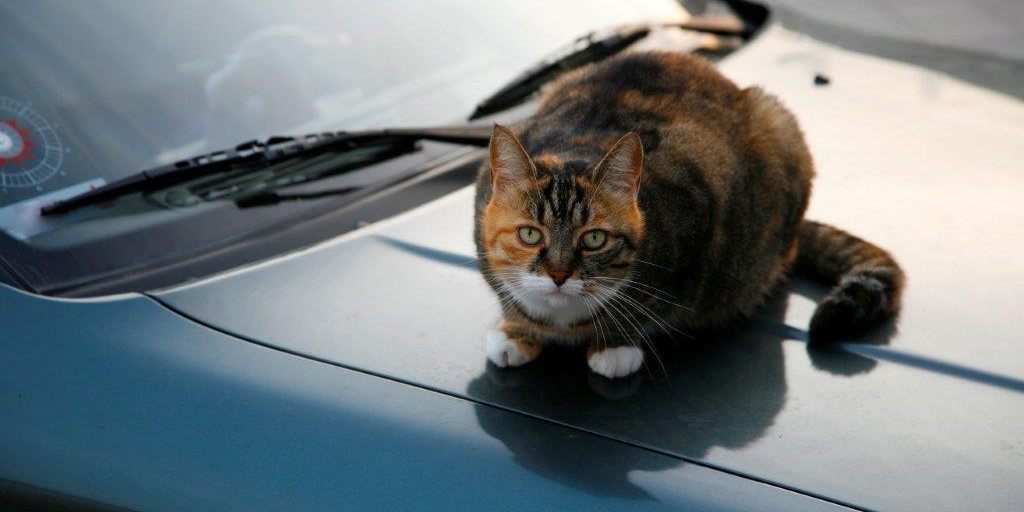 Giv katten en god ferie – uanset om du tager den med eller lader den blive hjemme
