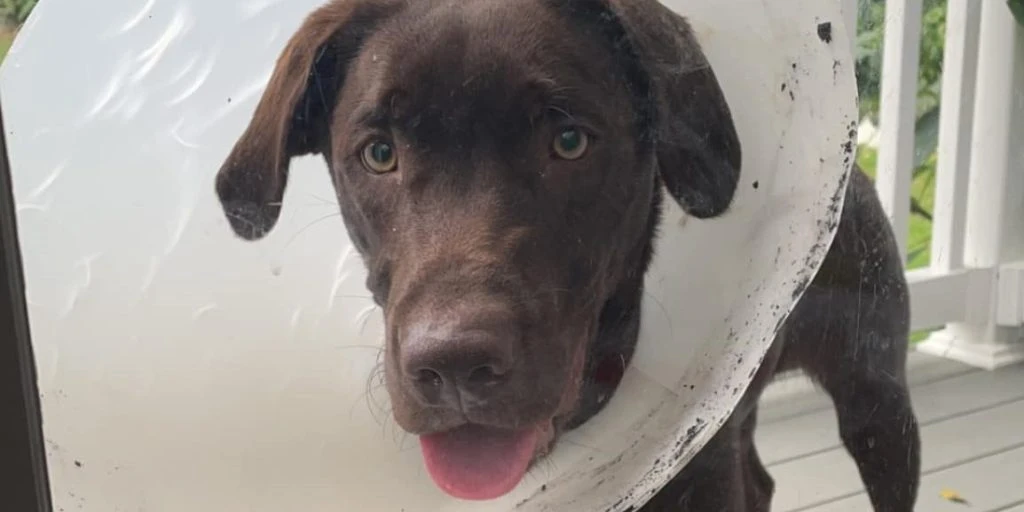 Hund så uskyldig ud med halskrave: Så opdagede de dens hemmelighed