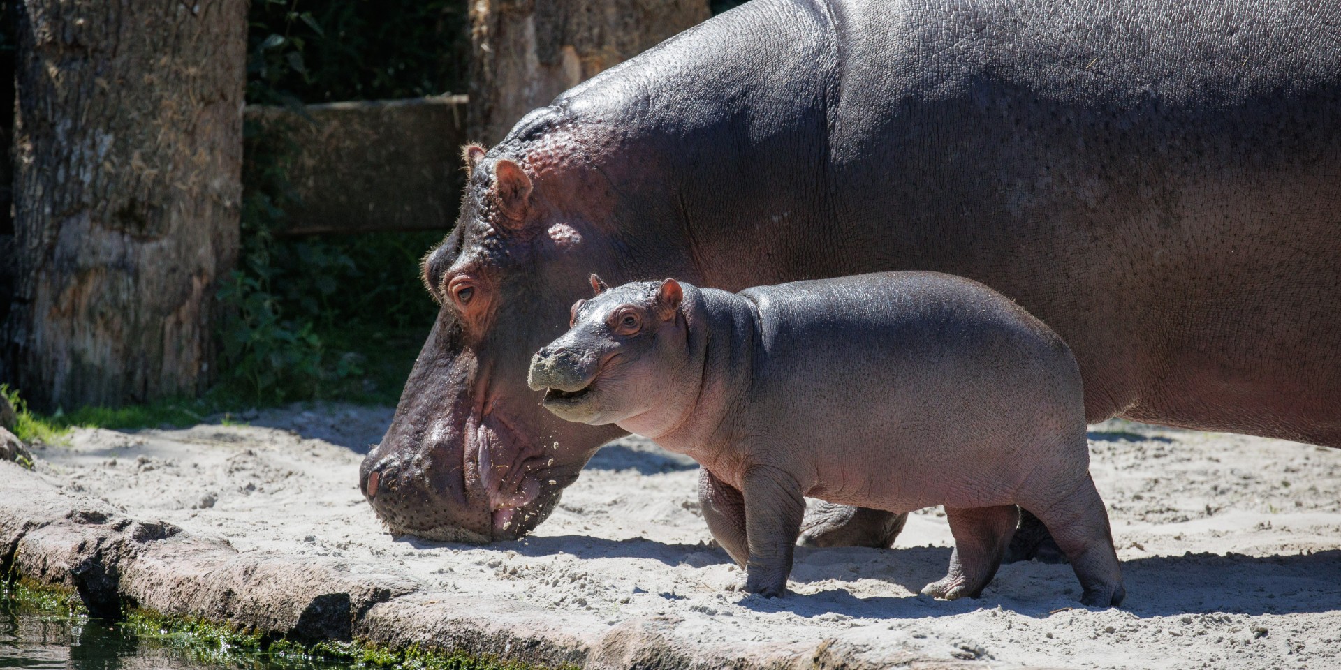 Københavns ZOO forsikrer: “Hjælpen” er klar
