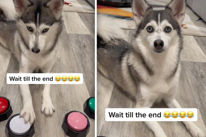 Kilde: TikTok @sapphie_the_pomsky