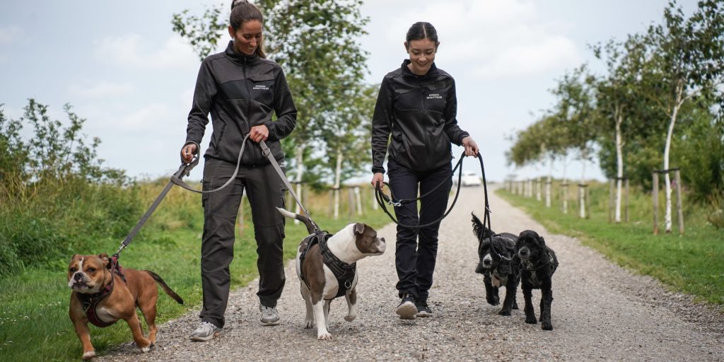 Sker d. 12. august: Gå en tur med hunden og støt de hunde, der ikke har en famiilie