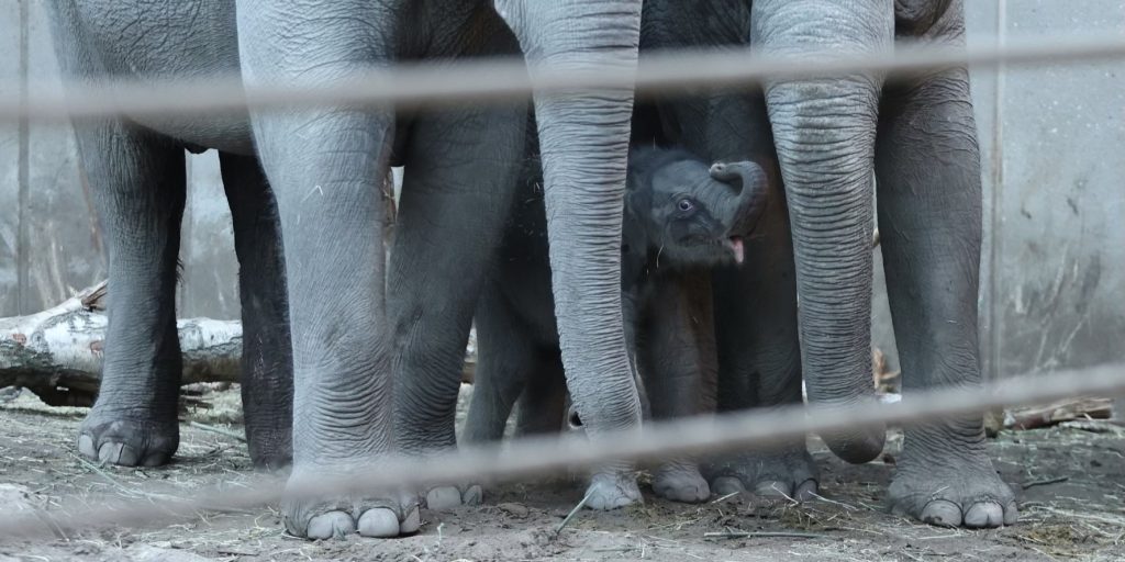 Fantastisk nyhed: Et lille nyt familiemedlem i Københavns ZOO