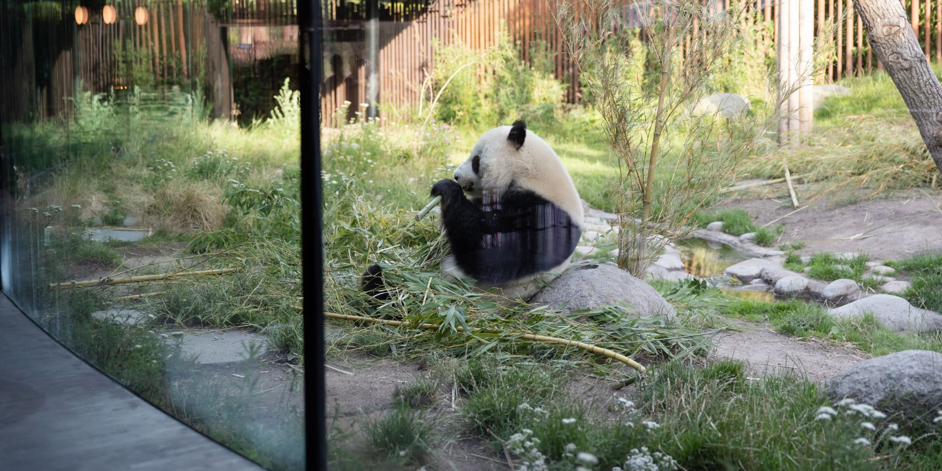 ZOO med vild nyhed: Spis få meter fra pandaerne