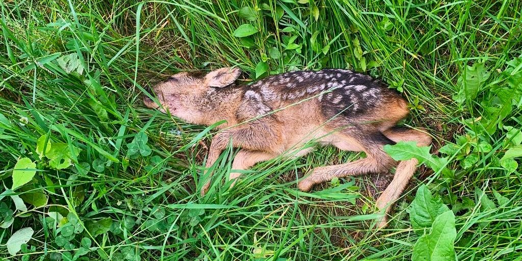 Løse hunde ude efter blod: Så mange hjorte bliver skambidt