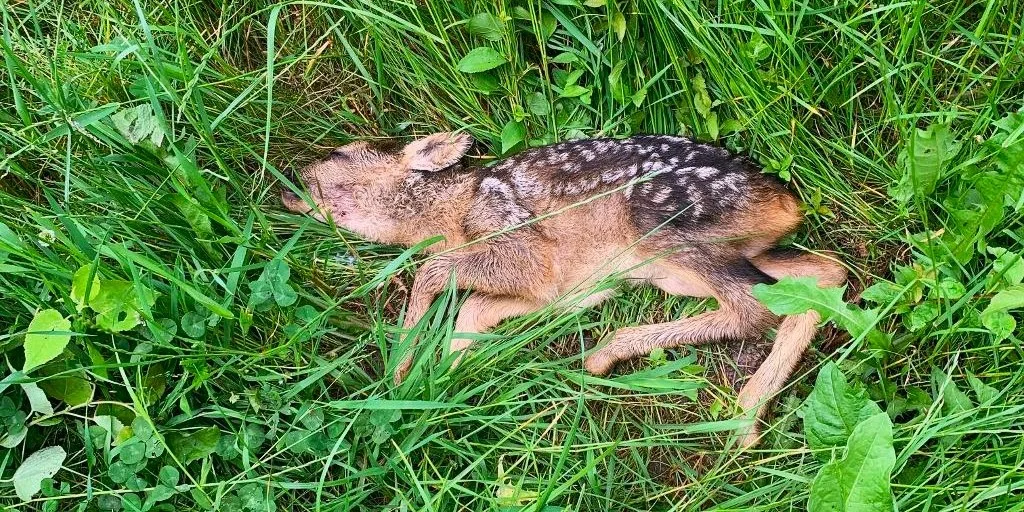 Løse hunde ude efter blod: Så mange hjorte bliver skambidt