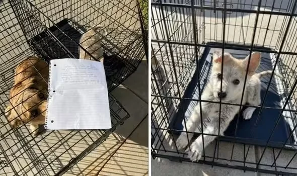 Forladte hunde med hjerteskærende seddel på kasserne