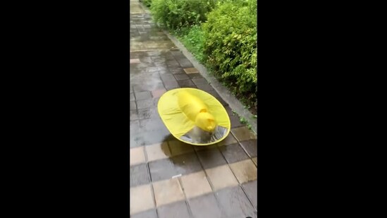 Denne hund med regnjakke er det sødeste, du ser i dag