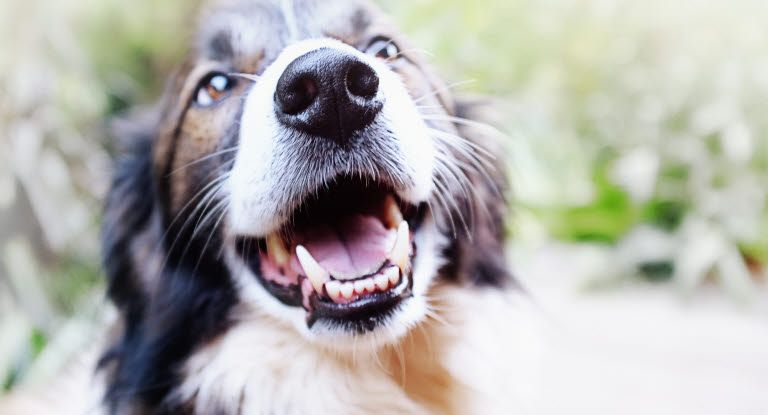 Hold din hund i live: 17 giftige planter, du IKKE skal have i dit hjem!