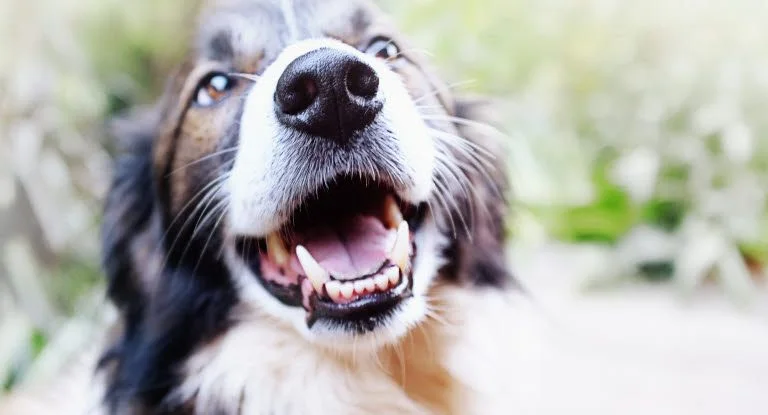 Hold din hund i live: 17 giftige planter, du IKKE skal have i dit hjem!