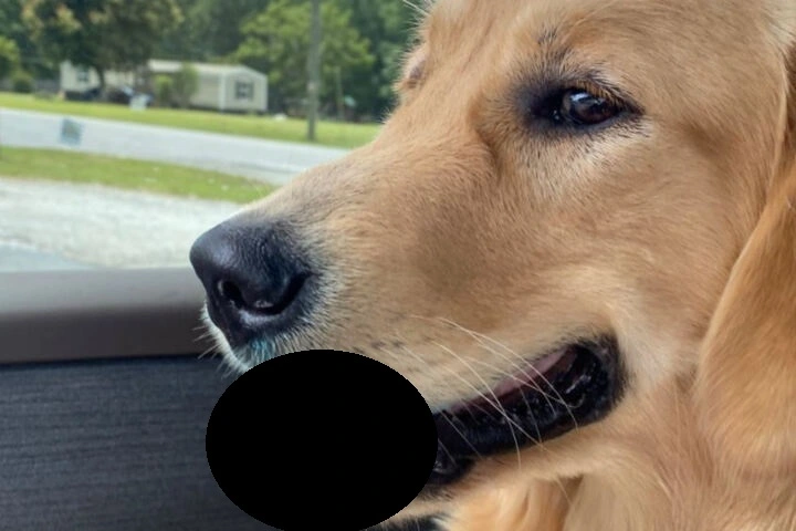 Hun lod hunden være alene i et øjeblik: Da hun ser dens tunge, tror hun ikke sine egne øjne