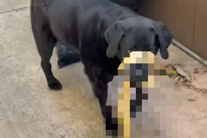 Hund kom tilbage til ejeren – da hun så, hvad den havde med, ringede hun straks efter hjælp