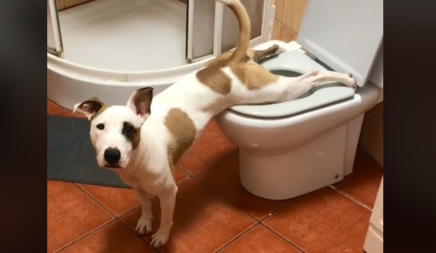 Mød Miko: Hunden der er gået viralt fordi den kan tisse på toilettet