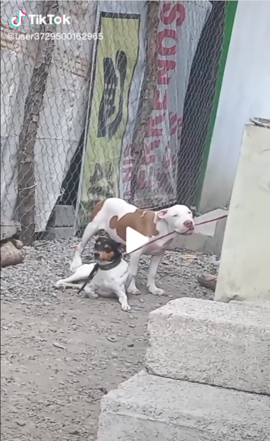 Hunde i vildt flugtforsøg: Videoen er gået viralt