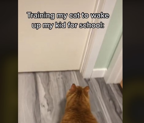 Mor vil have kat til at vække barn: Hvad der sker, får dig til at grine