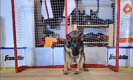Se hunden, der nok er verdens bedste målmand til denne sport