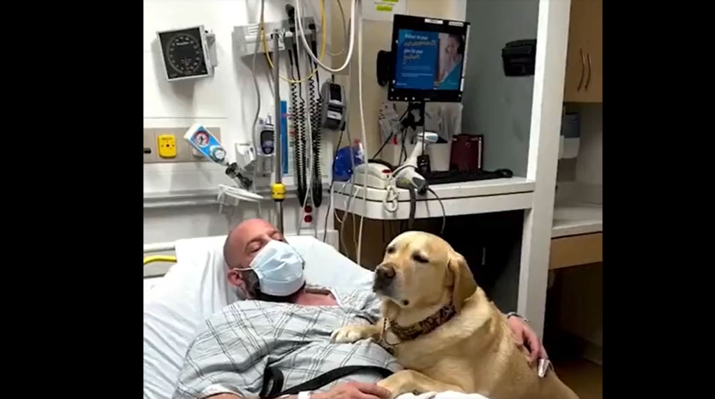 Ugens sødeste video: Hund støtter sin herre under hospitalsophold