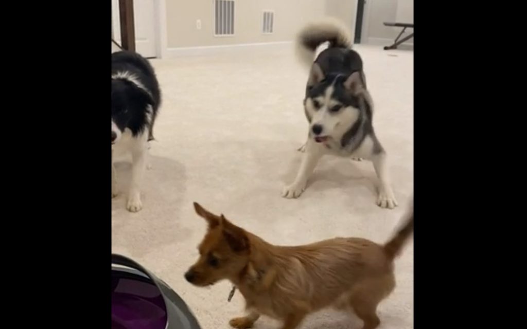 Husky, Border Collie og Chorkie leger fang bold: Hvem tror du vinder?
