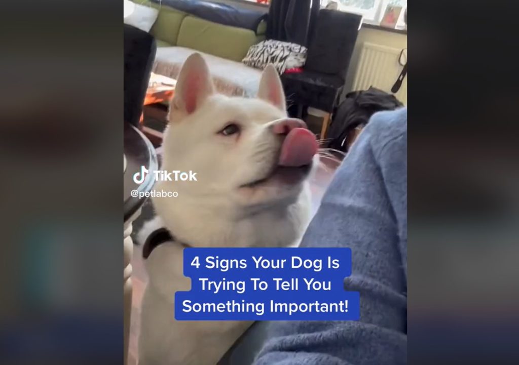 4 tegn på, at din hund fortæller noget vigtigt til dig