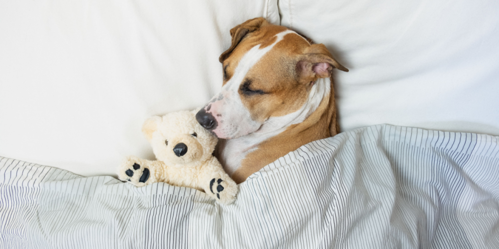 Får din hund nok? Derfor er søvn så vigtig for menneskets bedste ven
