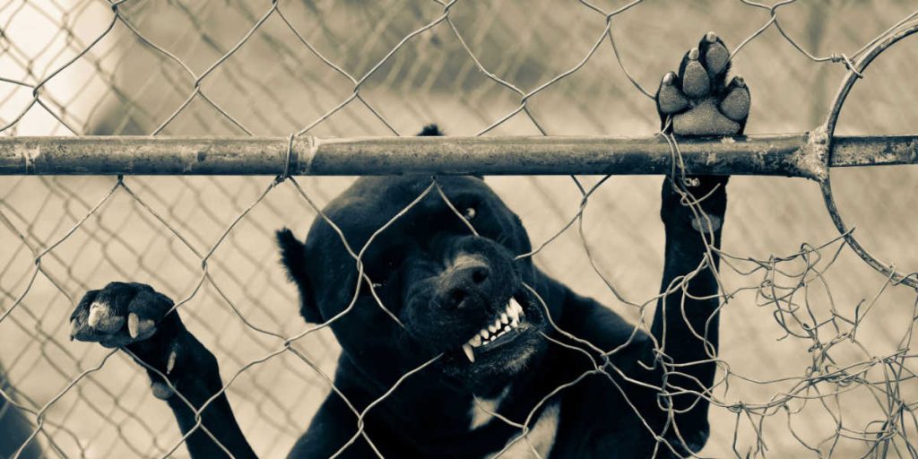 7-årig pige død efter pitbull-angreb: Hundeejer sigtet for uagtsomt manddrab