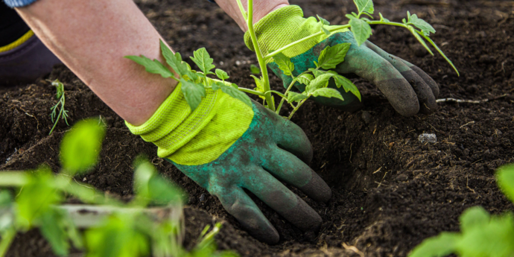 Det perfekte tidspunkt: Plant disse 2 ting i haven netop nu