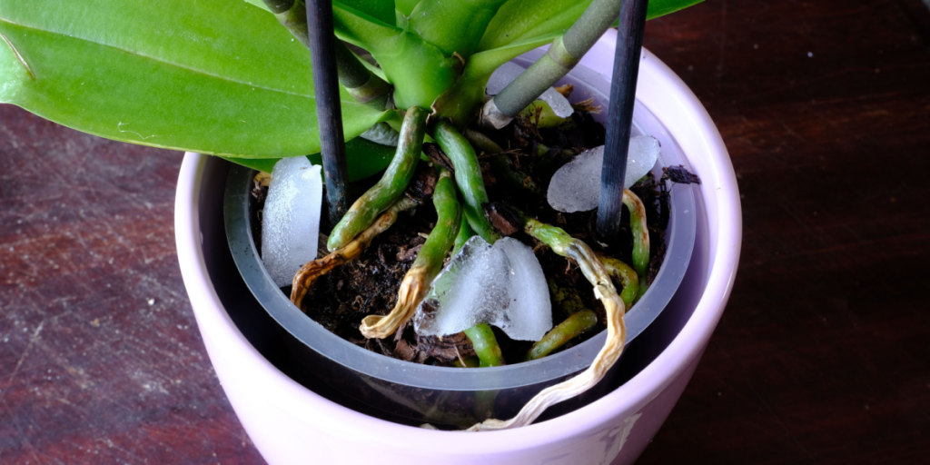 Sådan bør du vande dine planter for at forhindre overvanding