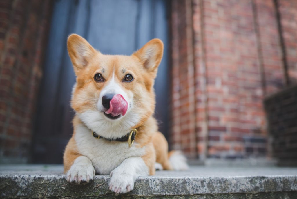 Hvorfor spiser din hund afføring? Her er det overraskende svar