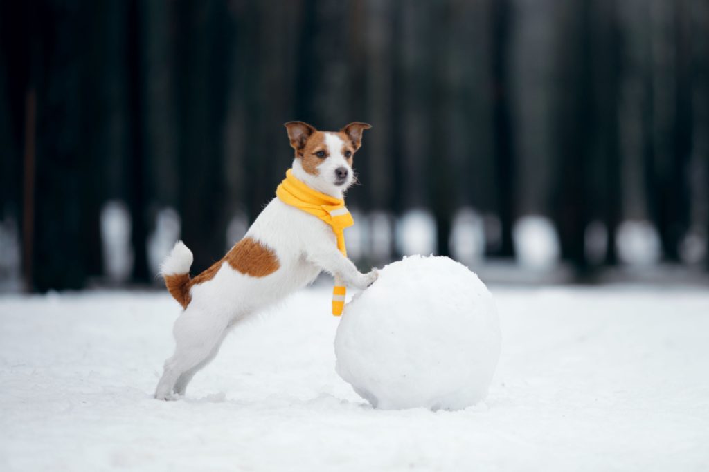 Dyrelæge udtaler: Sådan holder du dit hund varm i frostvejr