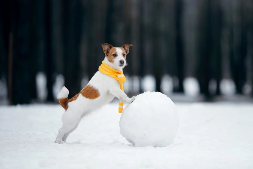 Dyrelæge udtaler: Sådan holder du dit hund varm i frostvejr