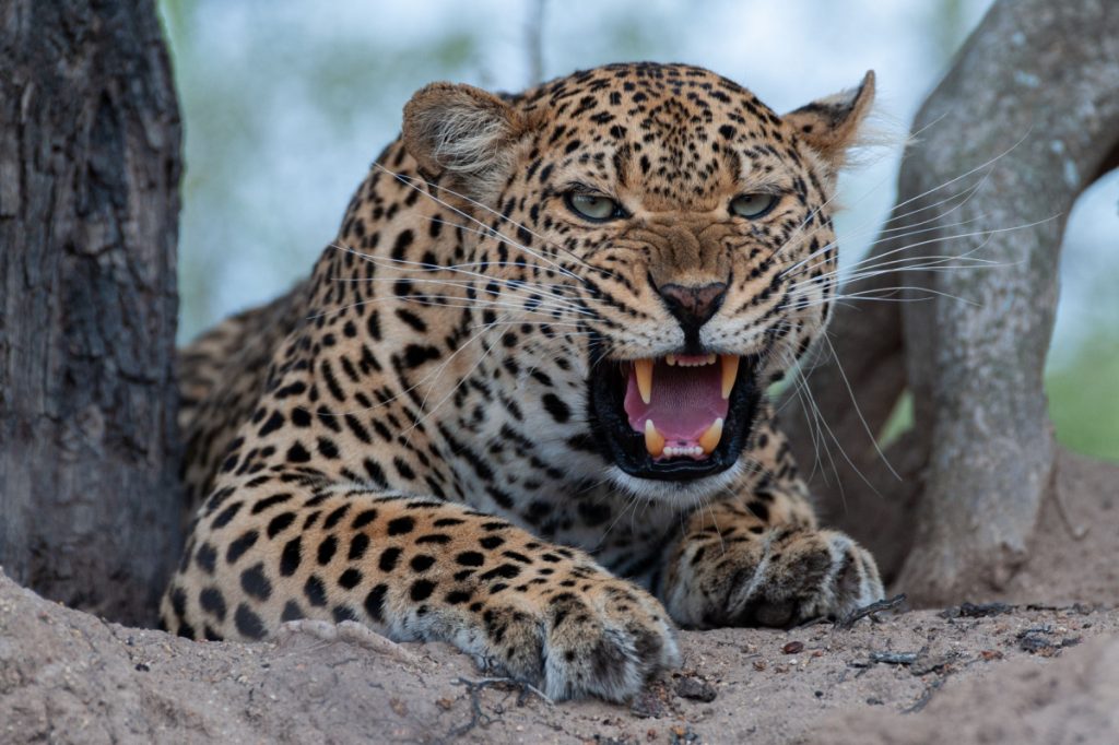 Leopard finder vej ind i retsbygning og sårer flere mennesker