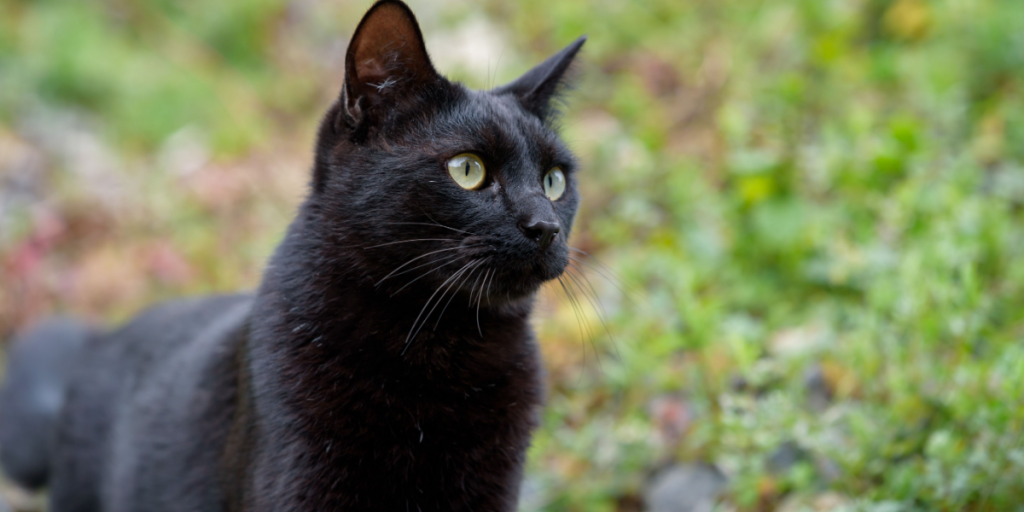 85-årigs kattenavn støder naboer – kræver, den bliver omdøbt
