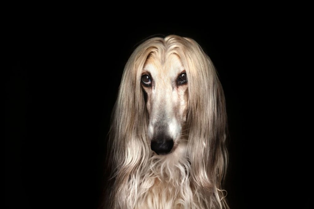 Disse hunde er de mindst intelligente
