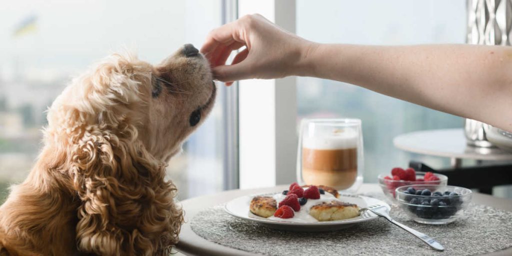 Hunden fik familiens dessert: Det blev dens sidste måltid