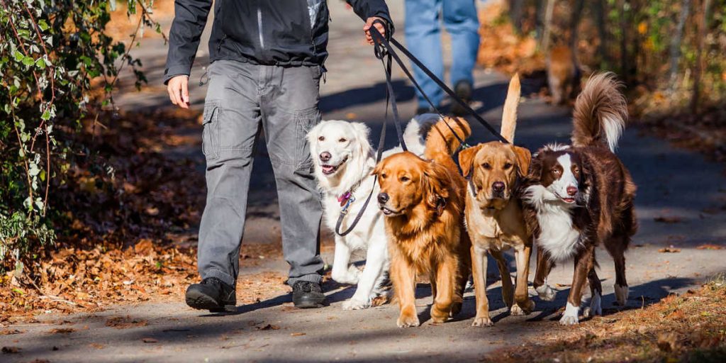 28-årige hundelufter hentede sine hunde: Da hun nåede parken var hendes liv forbi