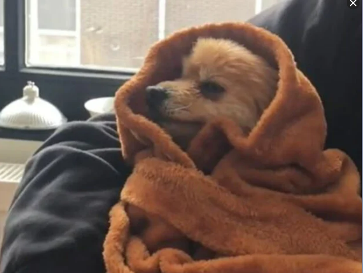 Hund måtte trøstes efter ”traumatisk” oplevelse: Årsagen får dig til at grine