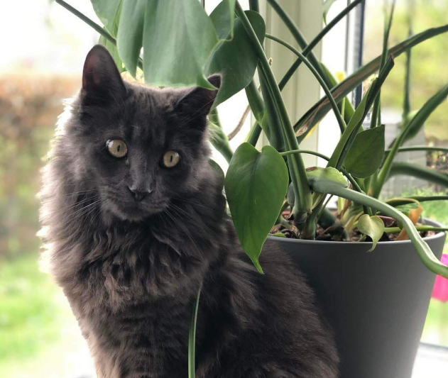 Par fra Juelsminde tog kat til dyrlægen; gjorde uhyggeligt fund