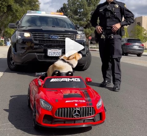 Hunden Boba går viralt, da den bliver stoppet af politiet