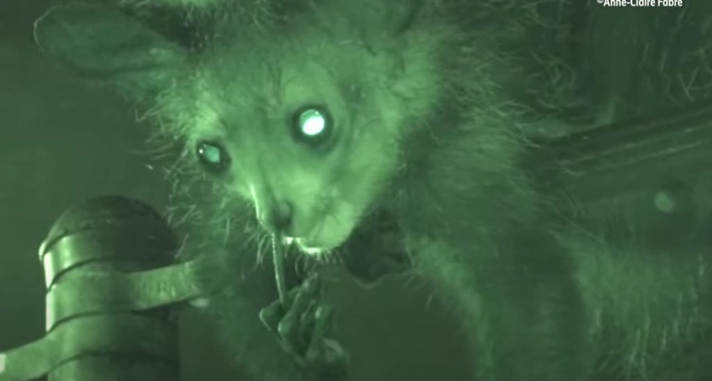 Lemur fanget på overvågning: Piller næse og spiser bussemænd