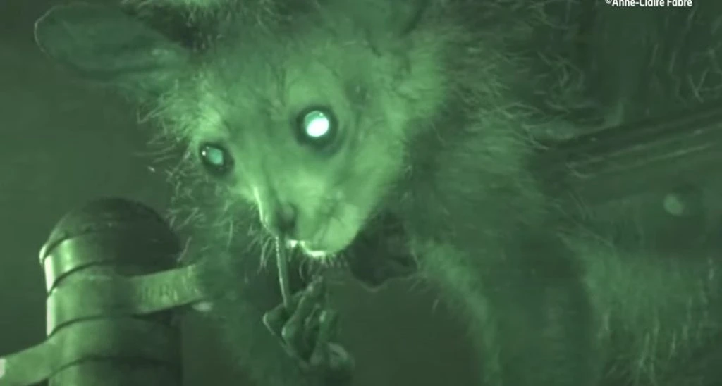 Lemur fanget på overvågning: Piller næse og spiser bussemænd