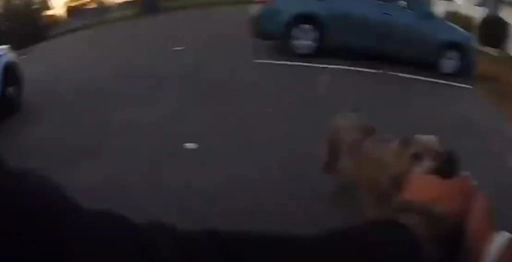Politimand skyder hund i hovedet to gange