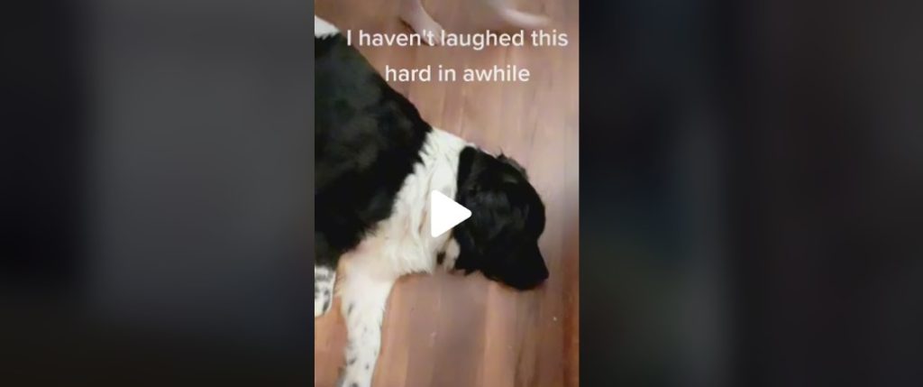 Christinas hund gøede hele natten: Da hun finder ud af hvorfor, knækker hun sammen af grin