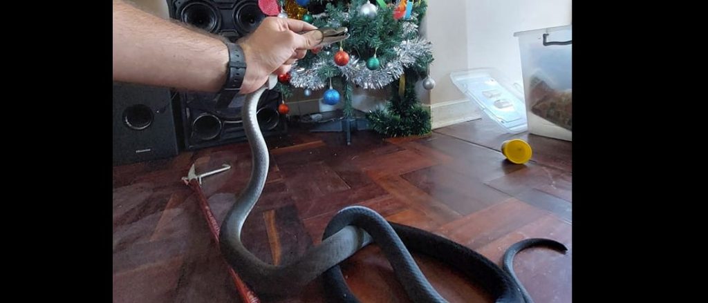 Familie i chok: Finder giftig slange under juletræet