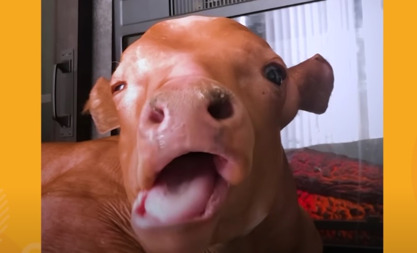 Se den nuttede video: Hårløs kalv adopterer forældreløs grisling