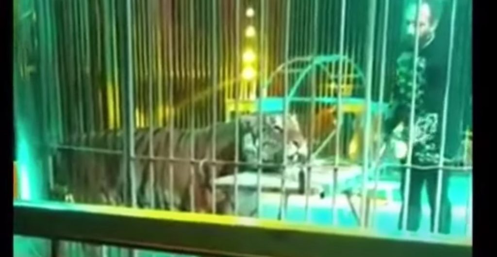 Fanget på video: Tiger angriber træner under forestilling