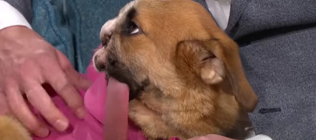Russisk gadehund overlever vildt angreb: Skudt 4 gange i hovedet og mister snuden